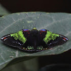 Rainbow Metalmark