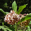 Milkweed