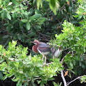 Tricolored Heron (Juvenile)