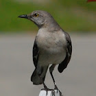 Northern Mockingbird