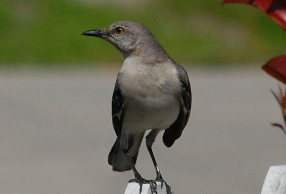 Spotting Image 1