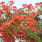 KRISHNACHURA