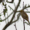 White-plumed Honeyeater