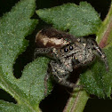 jump spider