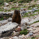 Marmot