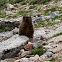 Marmot