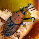 Red Palm Weevil