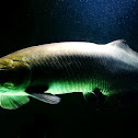 Arapaima