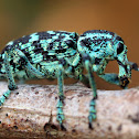 Botany Bay Diamond Weevil