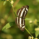 Common sailer