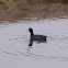 American Coot