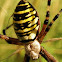 Wasp spider