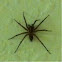 Wolf Spider