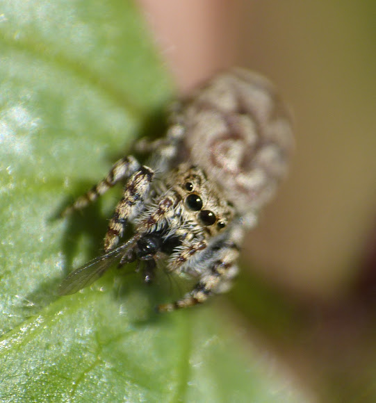 Spotting Image 1