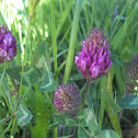 Red Clover