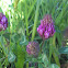 Red Clover