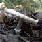 Leucoagaricus rubrotinctus