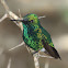 Blue-tailed Emerald