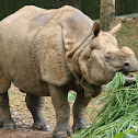 Indian rhinoceros