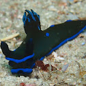 Morose Tambja nudibranch