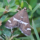 Beet Webworm Moth