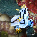 Loch's Chromodoris