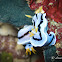 Loch's Chromodoris