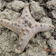 Sea Star