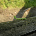Caterpillar