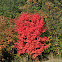 Maple