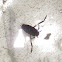 notonectidae (backswimmer)
