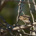 Pine Siskin