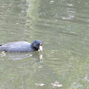 American Coot / Tingua de pico Amarillo