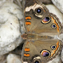 Common Buckeye Butterfly