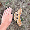 Polyphemus moth