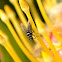Root magot Fly