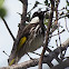 White-cheeked Honeyeater