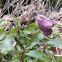 Sea-and-Sky Pansy Buds