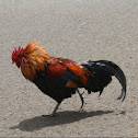 Moa / Junglefowl / feral chicken