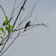 Willow Flycatcher