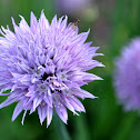 Chives