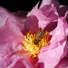 Western (European) honey bee