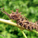 Red Rim Caterpillar