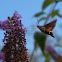 Hummingbird hawk-moth