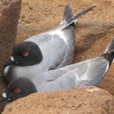 Swallow-tailed Gull