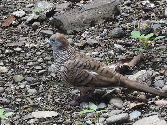 Spotting Image 1