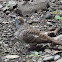 Zebra Dove