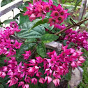 Bleeding-heart