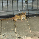 Least chipmunk
