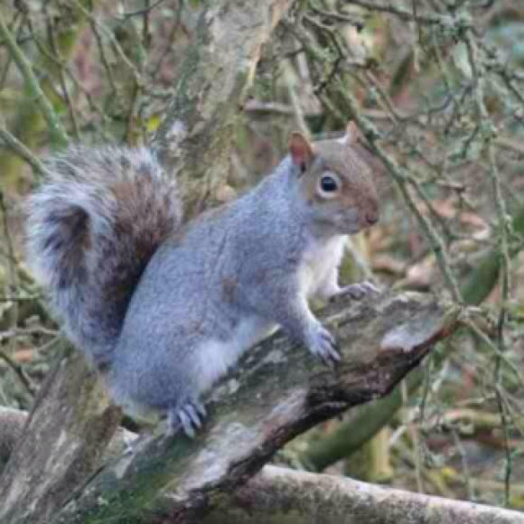 Spotting Image 1